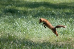 Le voisin Renard en chasse